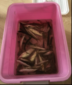 钓鱼图片2
