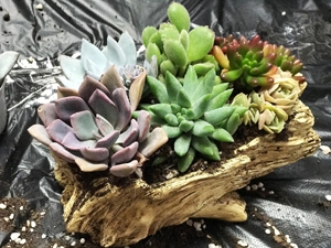 植物栽培亲自活动
